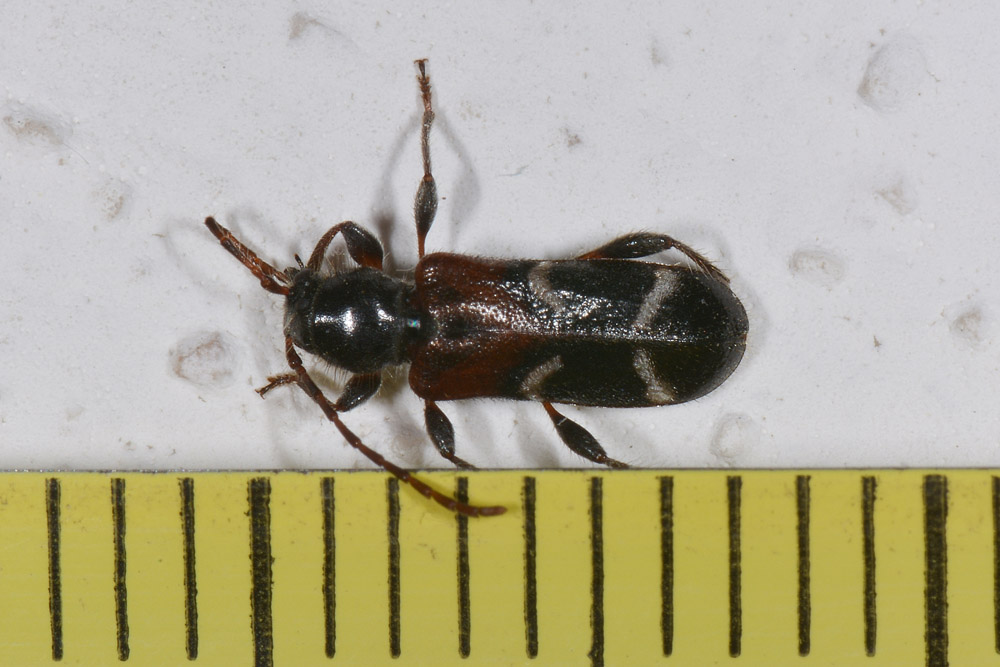 Cerambicidae:   Poecilium alni